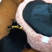 ベッドが裏返しになっていることに『気付いた黒猫』が、次の瞬間…あまりにも賢い行動に称賛の声続々「天才」「頭が良すぎる」が19万再生の反響