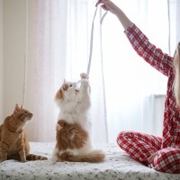 『長毛猫』と『短毛猫』ではお世話が変わる！それぞれに気をつけるべき5つのポイント