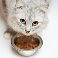 愛猫が『ご飯をちょこっと残す』心理5選　そのまま置いておいたほうがいい？
