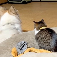 普段は勇敢な同居犬→雷を怖がっているのを見たネコがそばに寄り添って…涙が出るほど健気な『まさかの行動』に反響「感動した」「いい関係性」