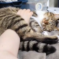 寝転びながらくつろいでいる猫→飼い主さんがモフモフすると…最後に見せた『とんでもなく尊い光景』に4万いいね「幸せすぎる」「めっちゃ良い」
