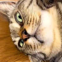 作業をしようとしたら、３匹の猫が順番にやってきて…甘えたくて見せた『まさかの行動』が話題「お互いに溺愛しあってる」「ドアップかわよ」