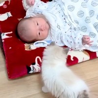 ドブに捨てられ弱っていた子猫→里親が決まり、なかなか会えなくなると思ったら…まさかの『素敵な展開』が29万再生「一番いい飼い主さん」