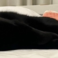 『電池切れ』してしまった…？ベッドにいる黒猫を見たら→絶妙すぎる『表情』に爆笑の声「疲れたみたいｗｗ」「スゴイ顔ｗ」と3万いいねの反響
