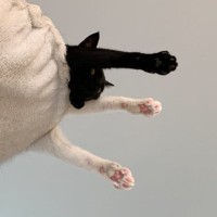 キャットタワーを見上げると3本の脚が見えて…『横』から見てみると？→猫たちの『可愛すぎるポーズ』に5万いいね「スーパーニャン」「えいっ」