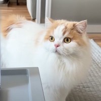 大きな『雷の音』に驚いた猫と犬→飼い主に近寄ってきて…思わず頬が緩む『可愛すぎる光景』に反響「顔に気持ちが出てるね」「癒された」