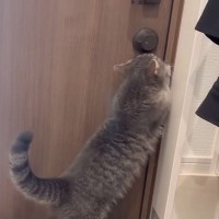 外に出たがる猫に『行けない理由』を伝えたら…まるで人間のような『まさかの反応』をする瞬間が７万再生「マジで可愛すぎる」「理解してて凄い」