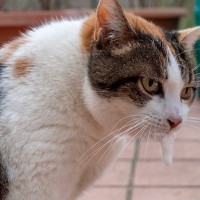 猫が『てんかん発作』を起こしたときの3つの症状　考えられる原因や対処法も