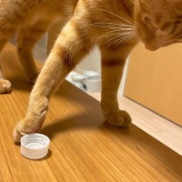 猫が『置いてあるものを落としたくなる』4つの心理　もしかして、わざとやっている？