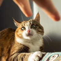 猫に決して言ってはいけない『NGワード』4選　わからないと思っても傷ついているかも