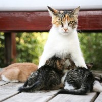 国際試合中のサッカースタジアムに潜んでいた『猫の親子』を保護　選手たちの名前を拝命　英国