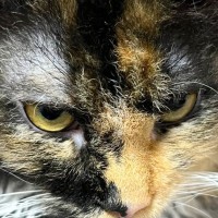 くるくるな毛質の猫の『ヒゲ』を見てみると……あまりにも綺麗な『形』に4万7000いいね「ずるいｗｗ」「生成AIかと思った」と話題に