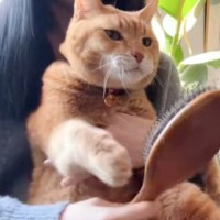 猫に『ヘアブラシ』を渡すと……涙が出るほど愛おしい『まさかの仕草』に悶絶の声続出「ニヤけが止まらん」「ブラシになりたい」と17万再生