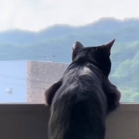 窓から外の景色を眺める黒猫…あまりにも人間味あふれる『後ろ姿』に笑っちゃう人が続出「ほぼ人間で笑った」「貫禄がすごいｗ」と25万再生