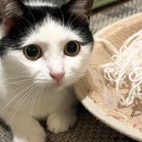アイラインを引いているように見える猫→『目を閉じる』と……まさかの『変化』に1万いいね「眉毛が現れるのは反則」「まさにスッピンｗ」