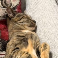 気持ちよさそうに眠っていた猫→『ご飯が出てくる音』が聞こえた次の瞬間…まさかの反応に爆笑の声「狸寝入りｗ」「ヤラセとしか思えないｗ」