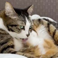 ネコの毛繕いに合わせて『効果音を声でアテレコ』したら…まさかの『戸惑い方』が105万再生「最後がツボすぎるｗ」「振り向くスピードが最高ｗ」