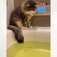 お風呂を観察していた猫→『自分が濡れていることに気づいた』次の瞬間…可愛すぎる様子が202万再生「気が付かないなんてｗ」「愛おしい」