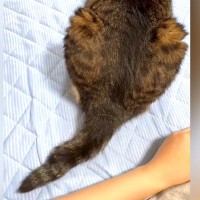 背中を向けて座る猫→『しっぽ』に触れていた腕をわざと離してみたら…ときめきが止まらない『尊い反応』が話題「磁石みたい」「最後の表情よｗ」
