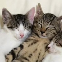 まくらを使って寝ていた3匹の子猫→まさかの体勢で…涙が出るほど『尊い光景』が38万再生「天使が見える」「素敵な時間をありがとう」