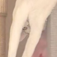 猫と一緒に暮らし始めて２年…飼い主さんが初めて見た『衝撃のくつろぎ方』が198万再生「腕のすきまから見てこないでｗｗ」「ツボったｗｗ」