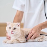 病気を隠す猫だからこそ『健康診断』で見逃したくない“3つのサイン”