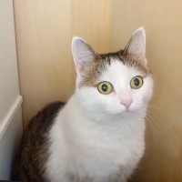 元気に遊んでいた猫→突然『警戒モード』になって、２時間後…『まさかの能力』に「猫の察知能力ってすごい」「気象予報士になれる」と反響