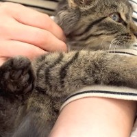 元野良の赤ちゃんネコを抱っこしてみた結果…保護して２日とは思えない『まさかの表情』に「尊くて涙出そう」「小さいライオンみたい」と反響