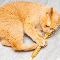 猫に『またたび』をあげて本当に大丈夫？与える際に守るべき4つの注意点
