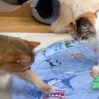 暑い日に、５匹の猫を『濡れないプール』で遊ばせた結果→ビビっていると思いきや…『予想外の展開』に反響「破れるかと」「高速カキカキｗ」