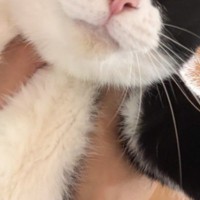 飼い主に抱き上げられた猫→『顔』を見てみたら…まさかの『たまらない表情』に５万いいね「お仕事モードｗ」「不満がありそうなのは伝わる」