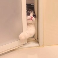 長風呂をしていたら、『待ちきれなくなった子猫』が…あまりにも可愛すぎる光景が165万再生「眺めていたくなるねｗ」「食べたくなった」