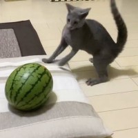 ネコが座布団の上に鎮座する『スイカ』と出会った結果…突然始まった『真剣勝負』に爆笑の声「何回見てもおもろいｗ」「可愛すぎｗ」と８万いいね