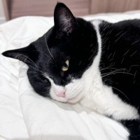 ゆったりと寝転んでいる白黒猫のもとに同居猫がやって来ると…微笑ましすぎる瞬間に４万いいね「めちゃくちゃ笑った」「参加したい」と話題に