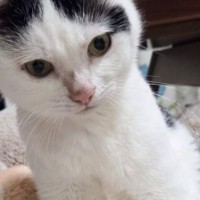 座っている猫→『膝』のあたりを見てみると……可愛すぎる『座り方』に3万8000いいね「心を撃ち抜かれた」「すりすりしたくなった」