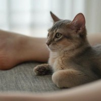 足の間でくつろぐのが好きな子猫→成長した結果……とんでもなく尊い『ビフォーアフター』に8万いいね「とっても素敵」「たまらない」と話題