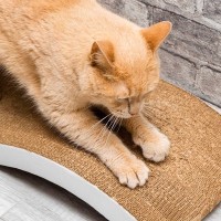 猫の困った『引っかき癖』はなぜ起きる？考えられる4つの原因とやめさせるための対処法