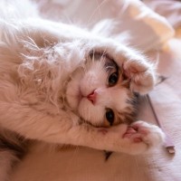 愛猫の『甘えん坊スイッチ』がオンになったサイン5選　こんなときは思う存分お相手を！