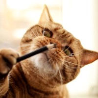 猫にまつわる『慣用句・ことわざ』10選　国内外のおもしろい言い回し、いくつ知っている？