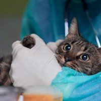 猫も『脱臼』することがある！症状や起こしやすいシチュエーション、対処法を解説