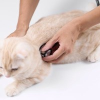 猫の致死率は約60％　深刻化する『重症熱性血小板減少症候群（SFTS）』の症状や予防法を解説