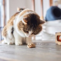 猫が食べてすぐ『吐いてしまう』…これ病気？考えられる4つの原因と対処法