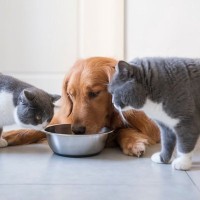 猫に『ドッグフード』を与えることが危険な理由3選　長期にわたると健康被害も