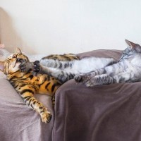 地味に痛い『猫キック』…猫がケリケリしてくるときの3つの理由　やめてもらう方法も