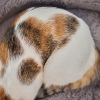 猫たちの体にあらわれる『ユニークな模様』4選　タキシードや牛柄…猫神様のイタズラ？！