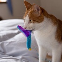 猫が飼い主さんに『おみやげ』を持ってくるときの5つの気持ち　もらったらどう対応すれば？