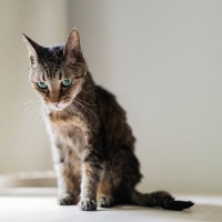 猫を悩ませてしまう『飼い主のダメな行動』5選　悪気はなくても猫にはハラスメントに？
