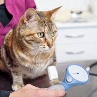 猫も『高血圧症』になるって知っていますか？原因や症状、対処法を解説