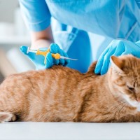 猫の『マイクロチップ』にまつわる6つのギモン　装着は義務？どうやって装着するの？