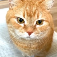 ネコとの添い寝中、咳が出てしまい起きたママ→なぜかネコがブチギレてきて…理不尽すぎる『まさかの原因』が話題「不思議な怒りセンサー」